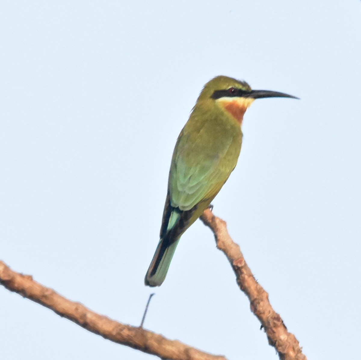 Blue-tailed Bee-eater - ML190396761