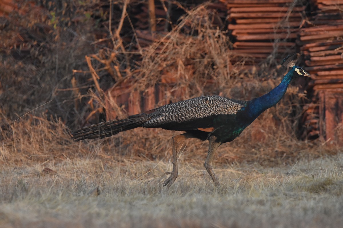 Indian Peafowl - ML190396871