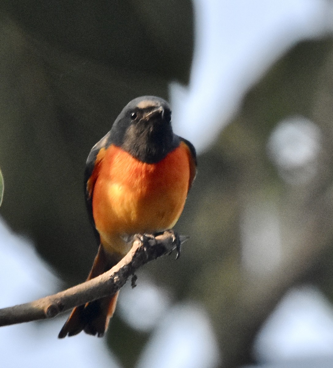 Small Minivet - ML190396881