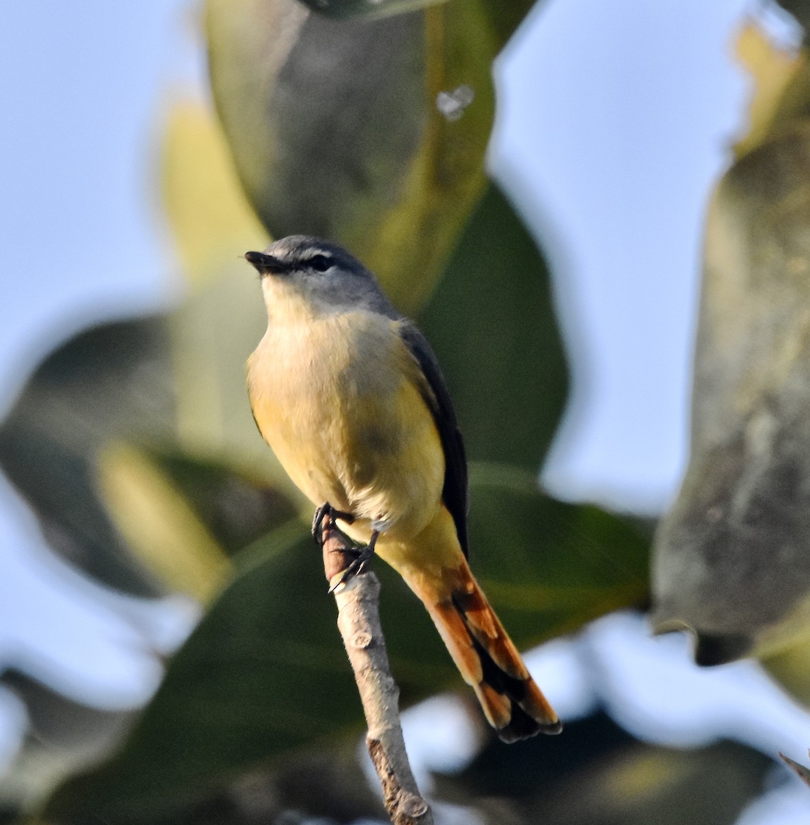 Small Minivet - ML190396901