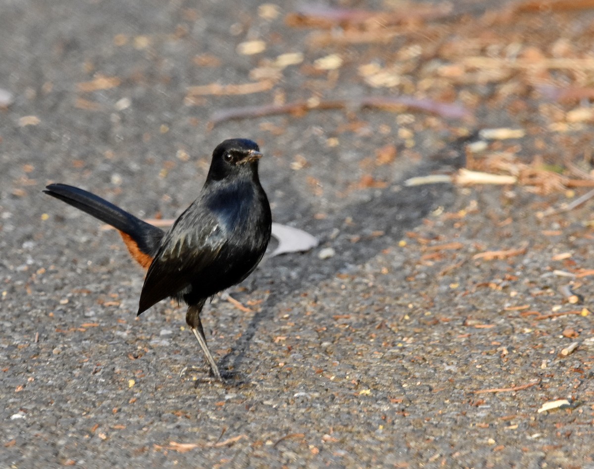 Indian Robin - ML190397001