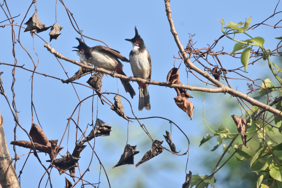 Red-whiskered Bulbul - ML190397071