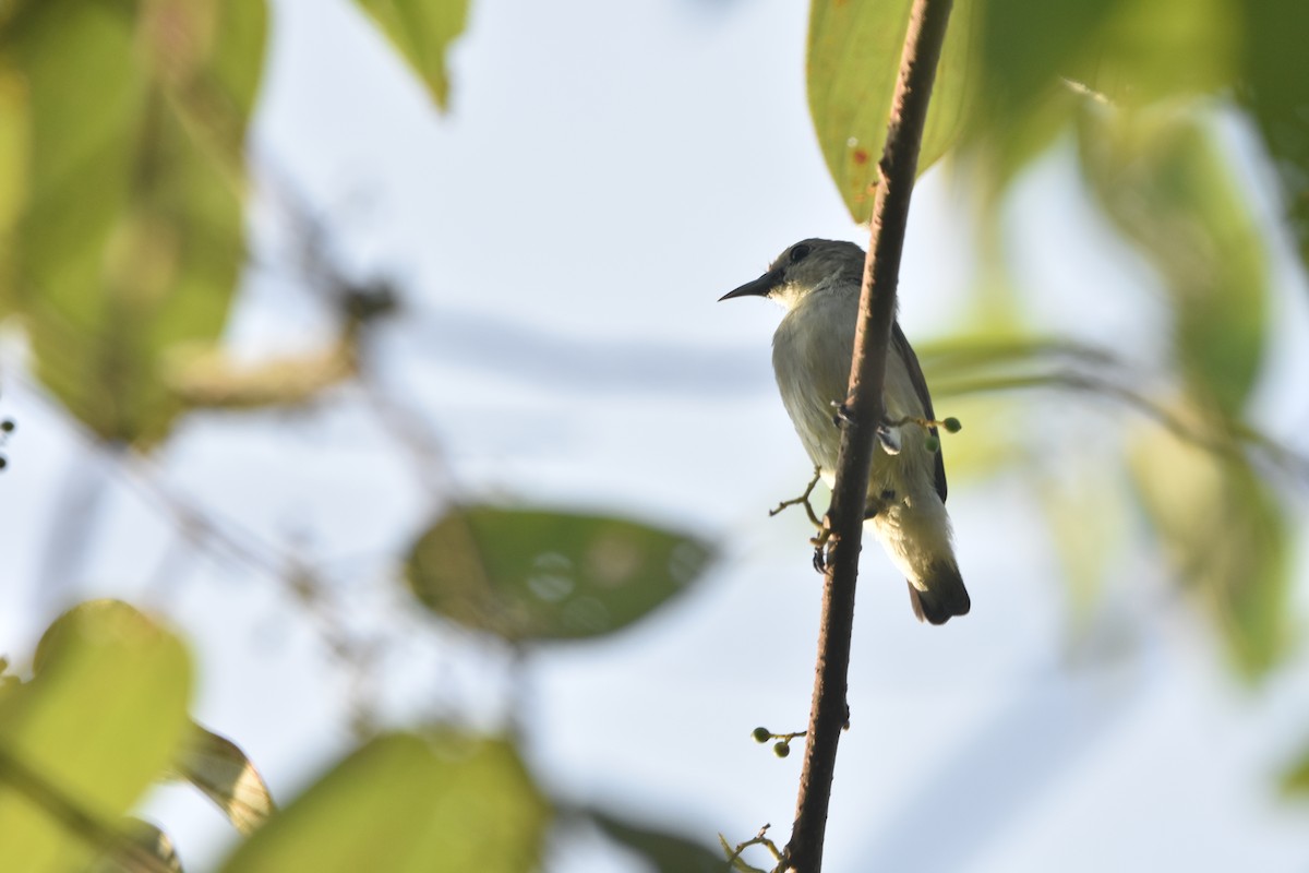 Nilgiri Flowerpecker - ML190397241