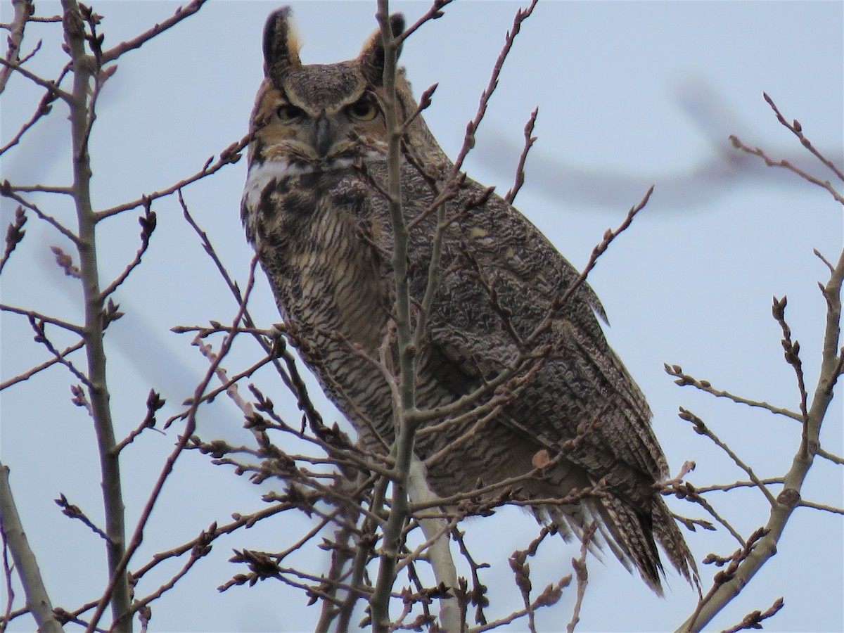 Great Horned Owl - ML190397441