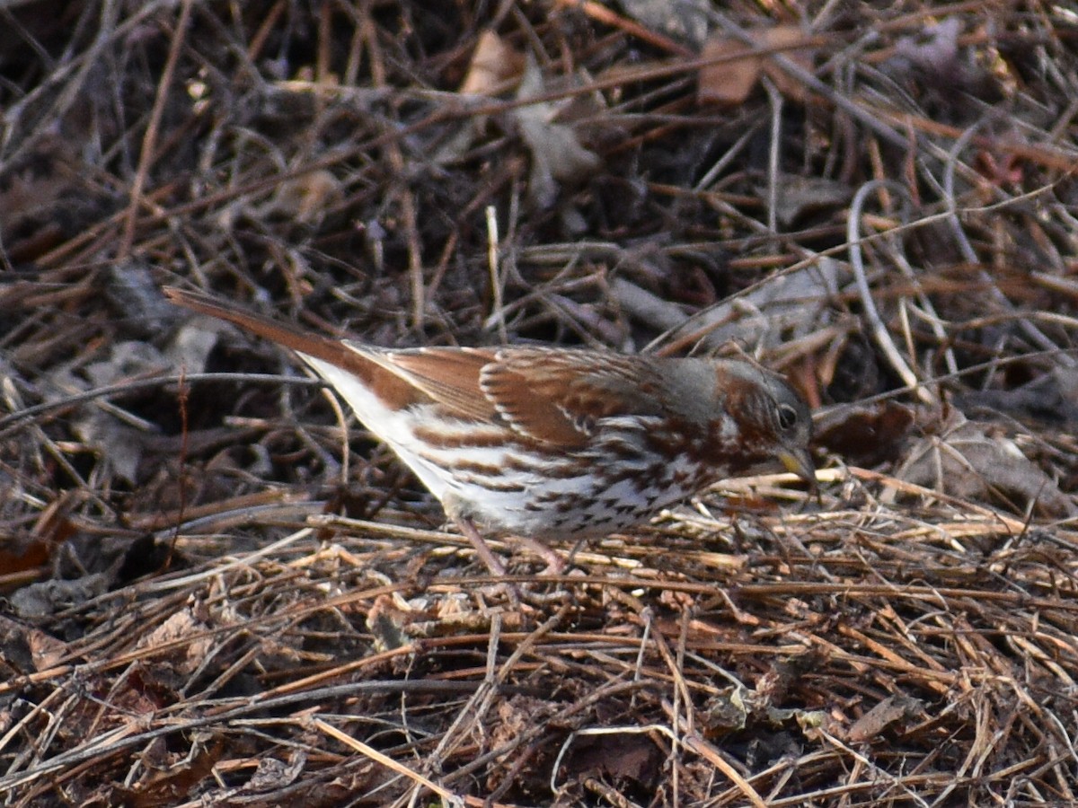 Fox Sparrow - ML190398461