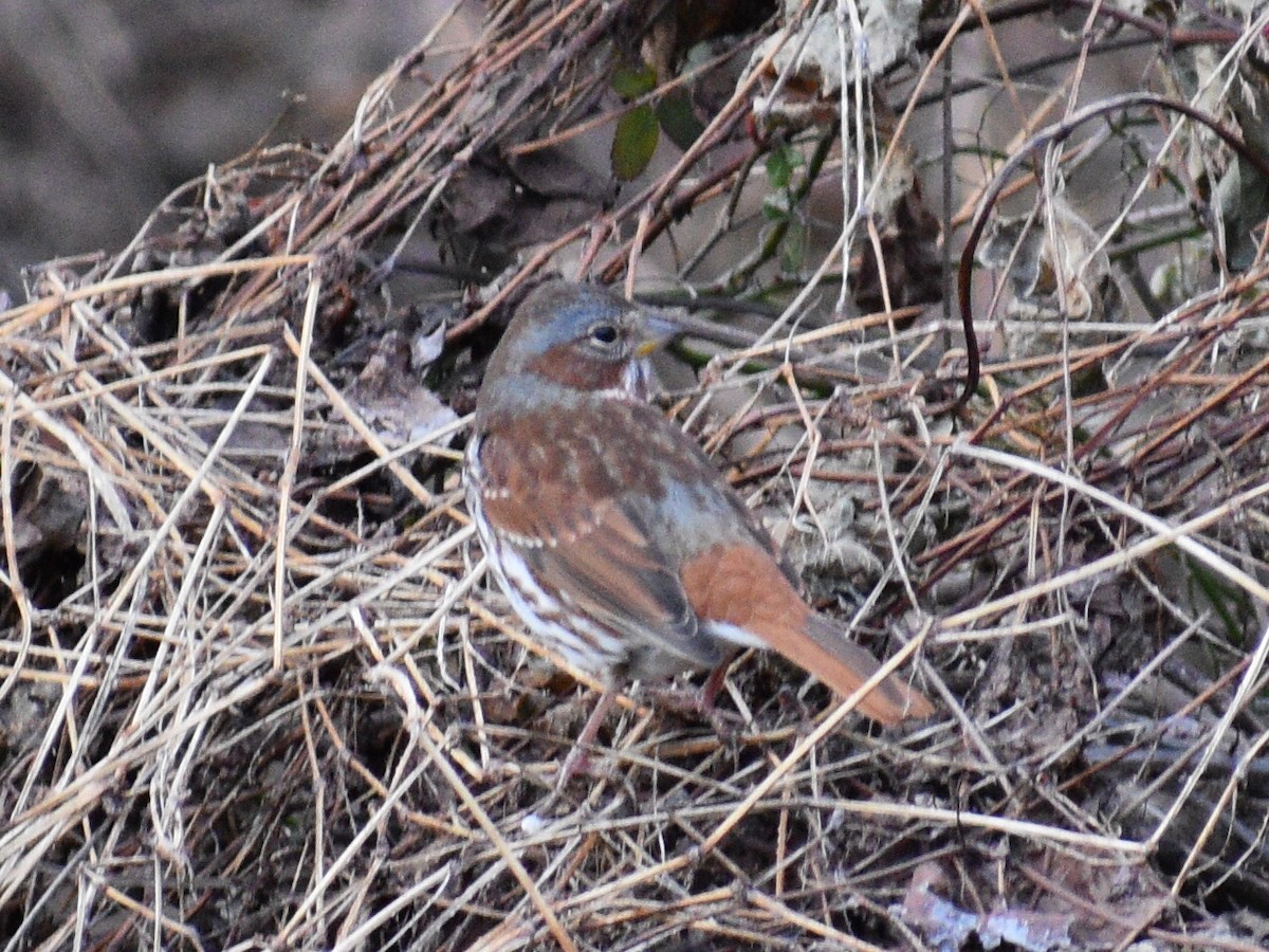 Fox Sparrow - ML190398481