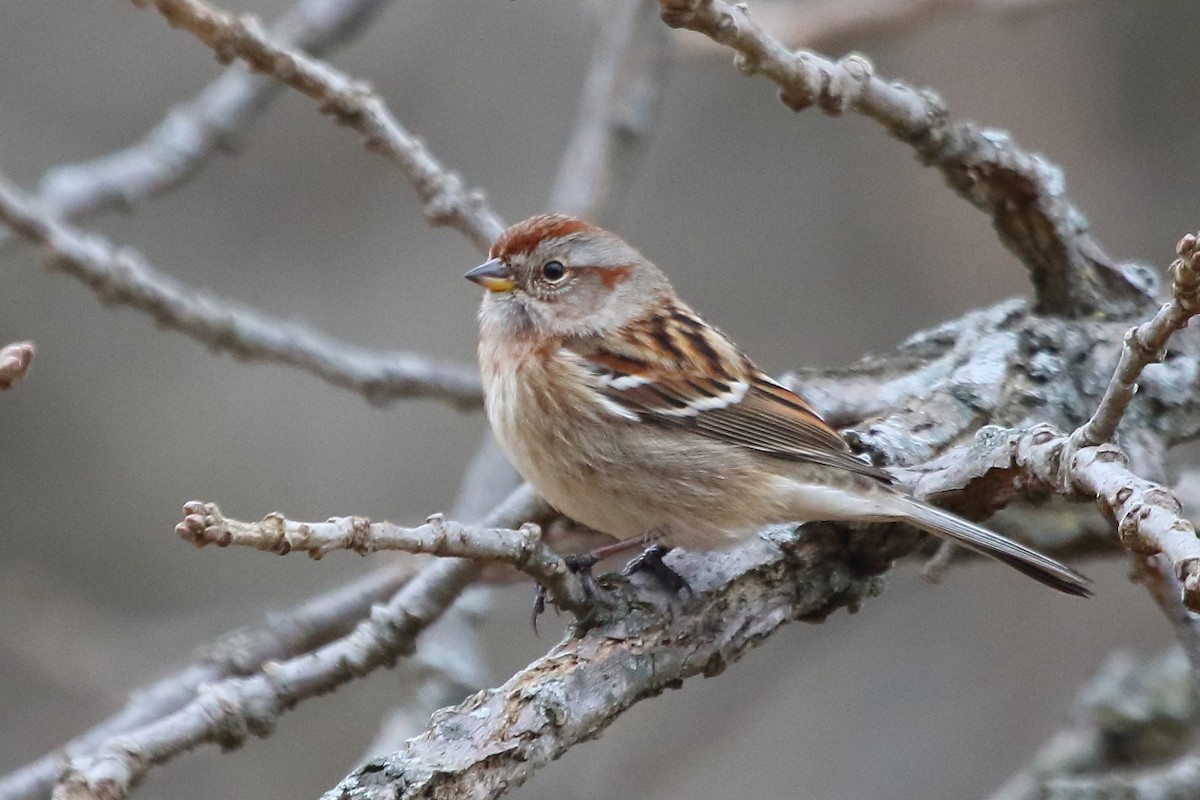 American Tree Sparrow - ML190398891