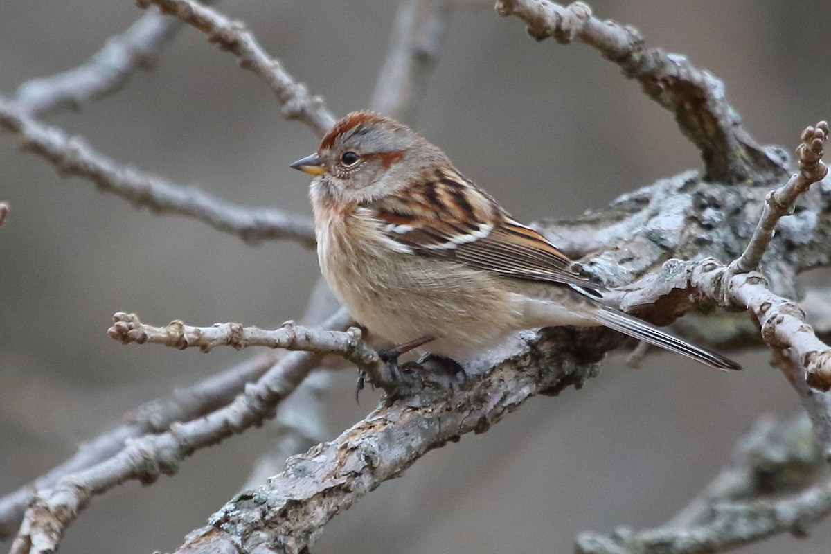 American Tree Sparrow - ML190398901