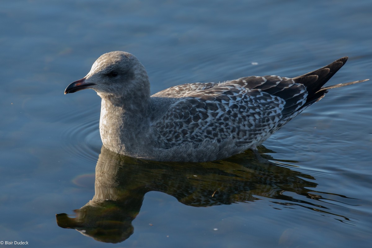 Herring Gull - ML190401171