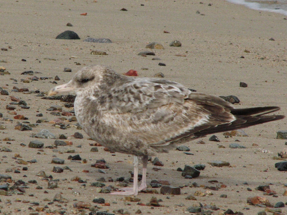 California Gull - Cameron Eckert