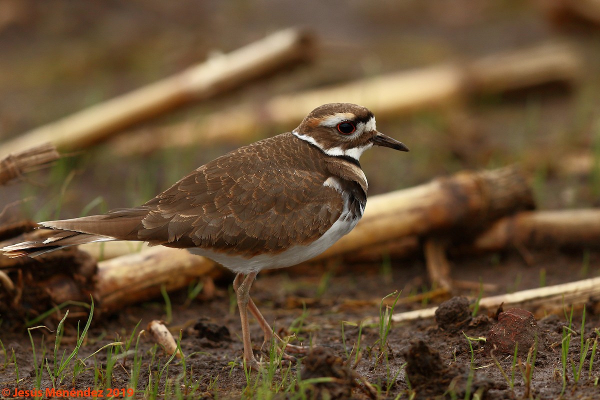 Killdeer - ML190407401