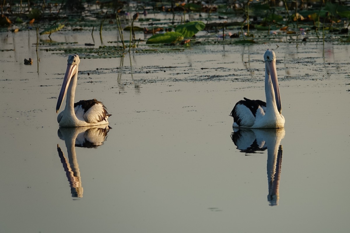 Australian Pelican - ML190410791