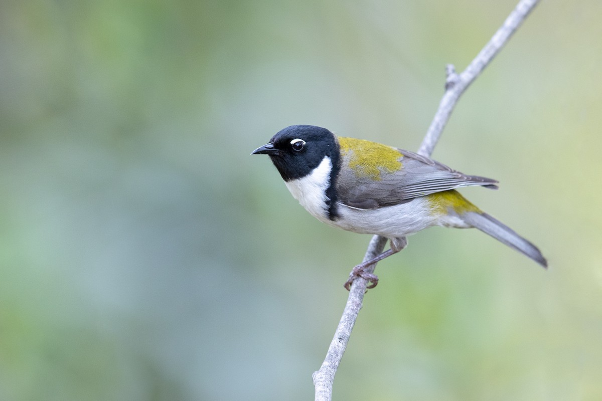 Black-headed Honeyeater - Laurie Ross | Tracks Birding & Photography Tours