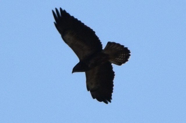 Swainson's Hawk - ML190411421