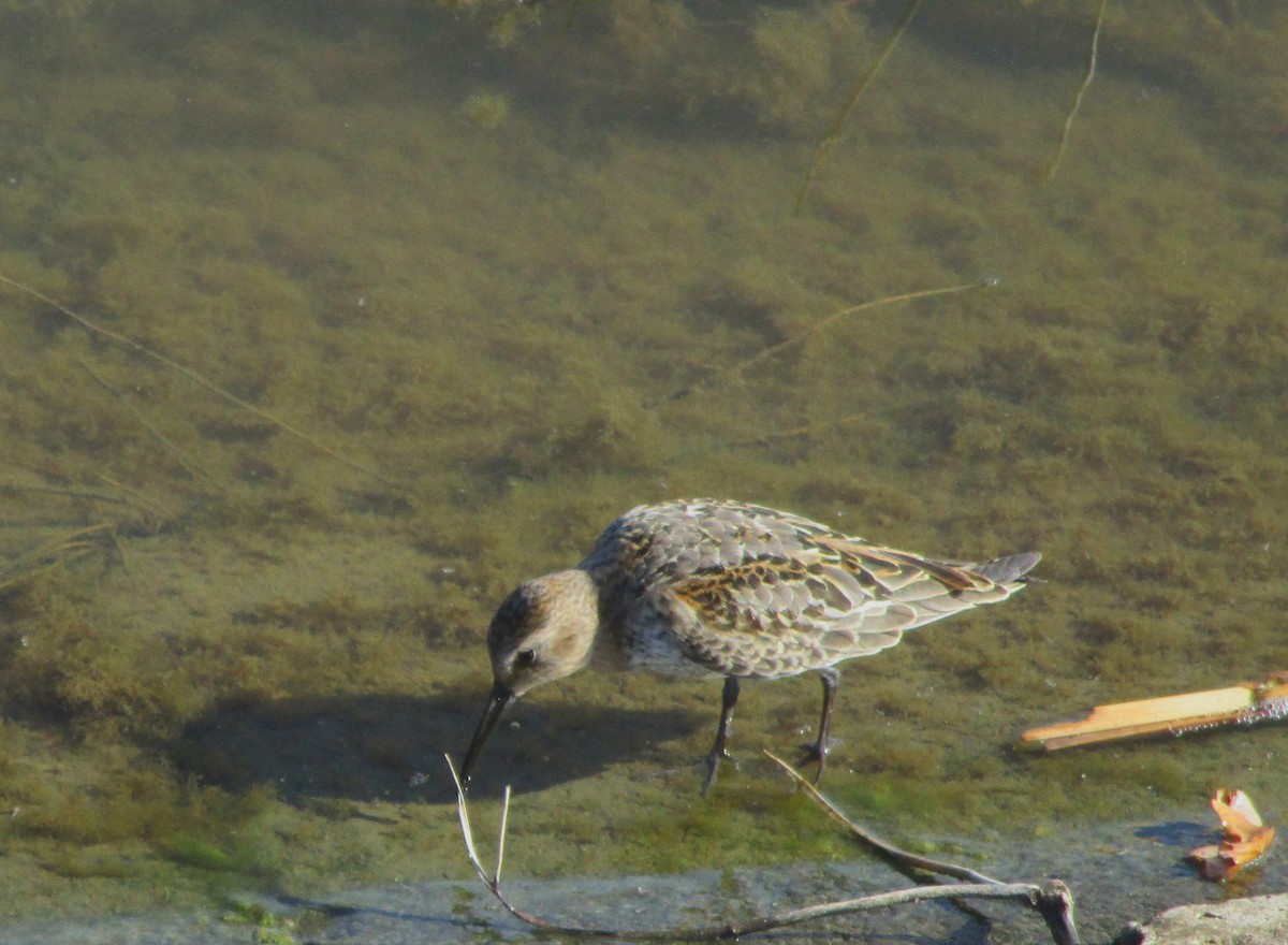 Dunlin - ML190411601