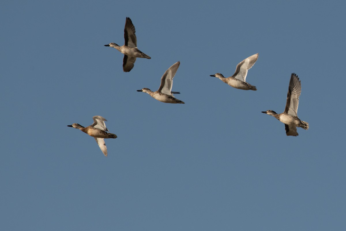 Garganey - ML190411611