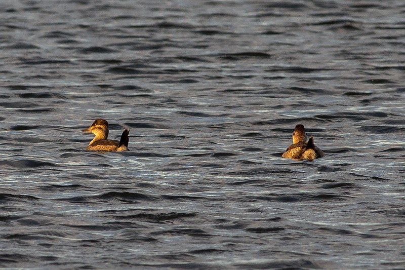 Érismature rousse - ML190412901