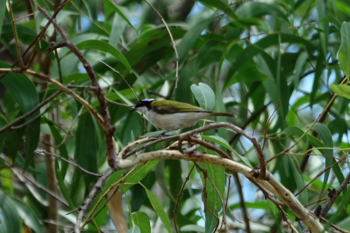 White-throated Honeyeater - ML190413131