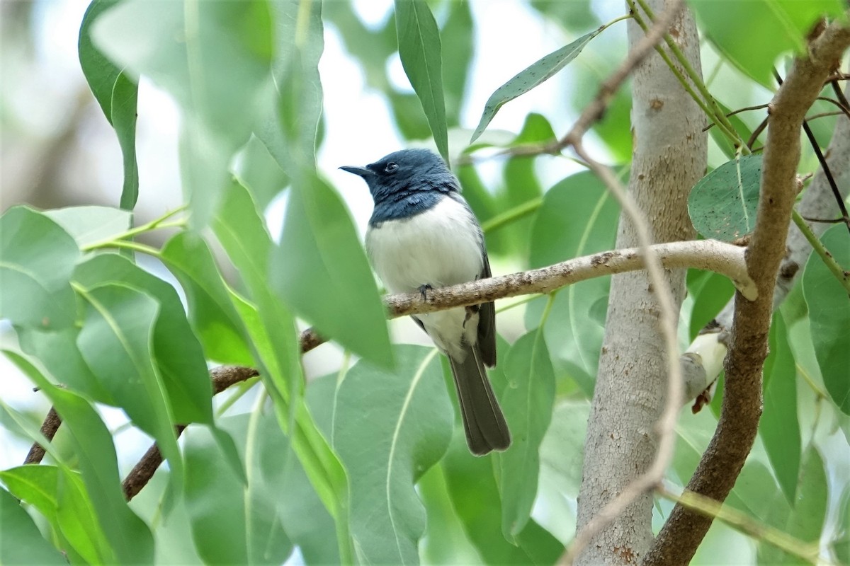 Leaden Flycatcher - ML190413171