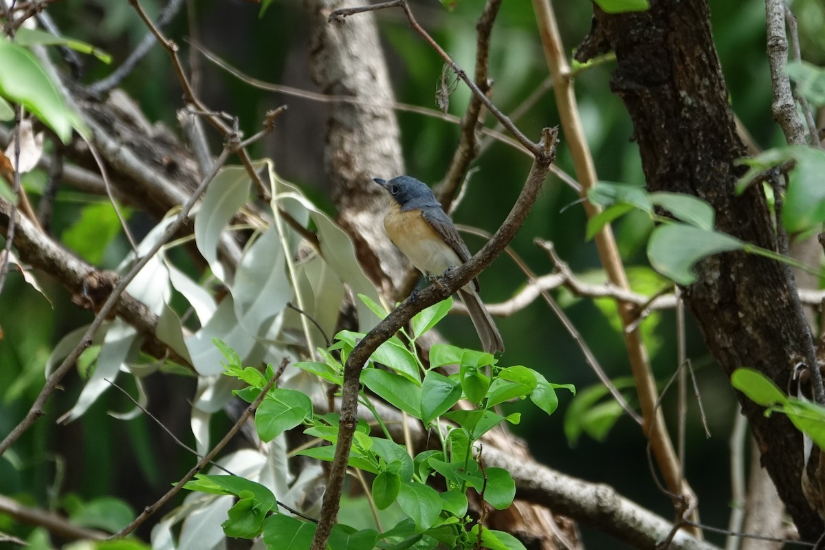 Leaden Flycatcher - ML190413201