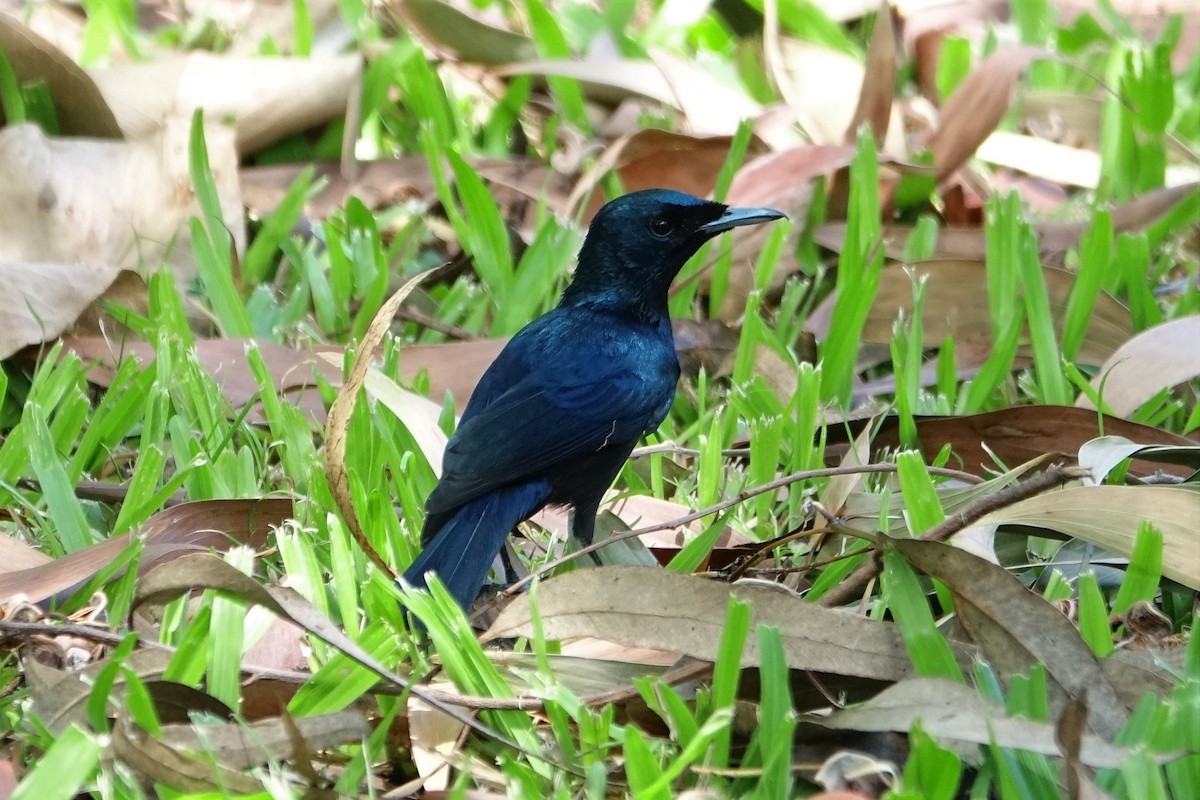 Shining Flycatcher - ML190413211