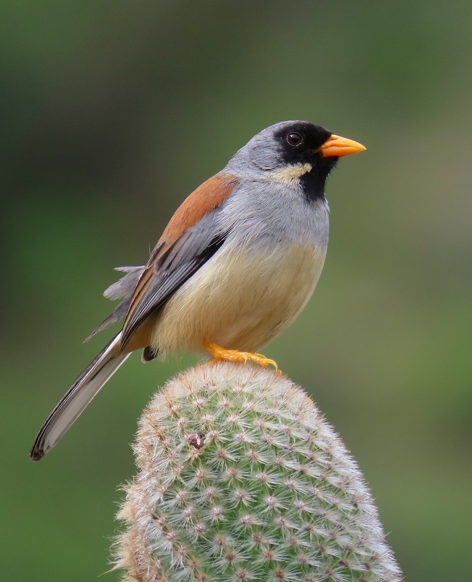 Buff-bridled Inca-Finch - ML190416511