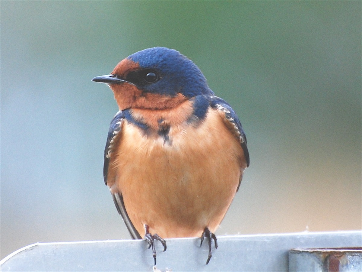 Barn Swallow - ML190416521