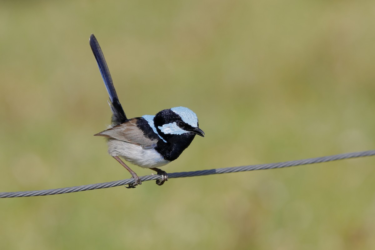 Superb Fairywren - ML190417291