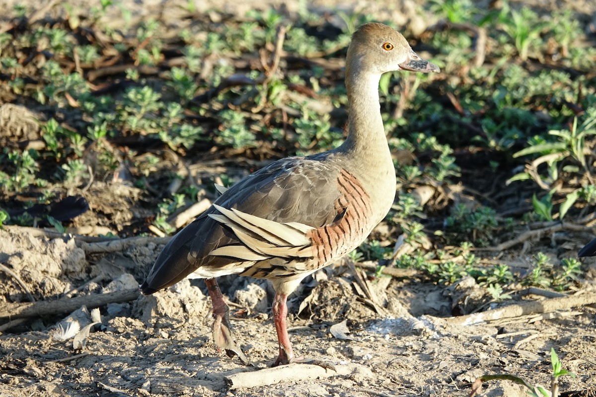 Plumed Whistling-Duck - Martin Brookes