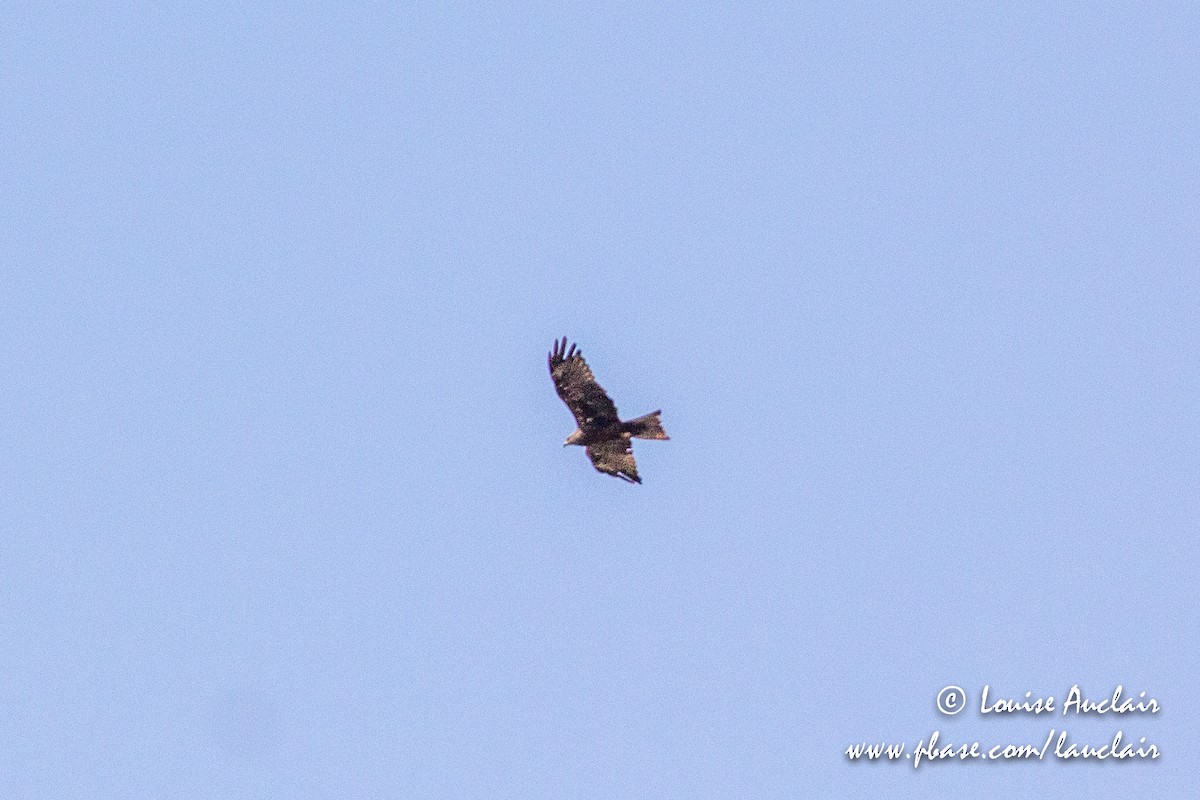 Black Kite - ML190418511