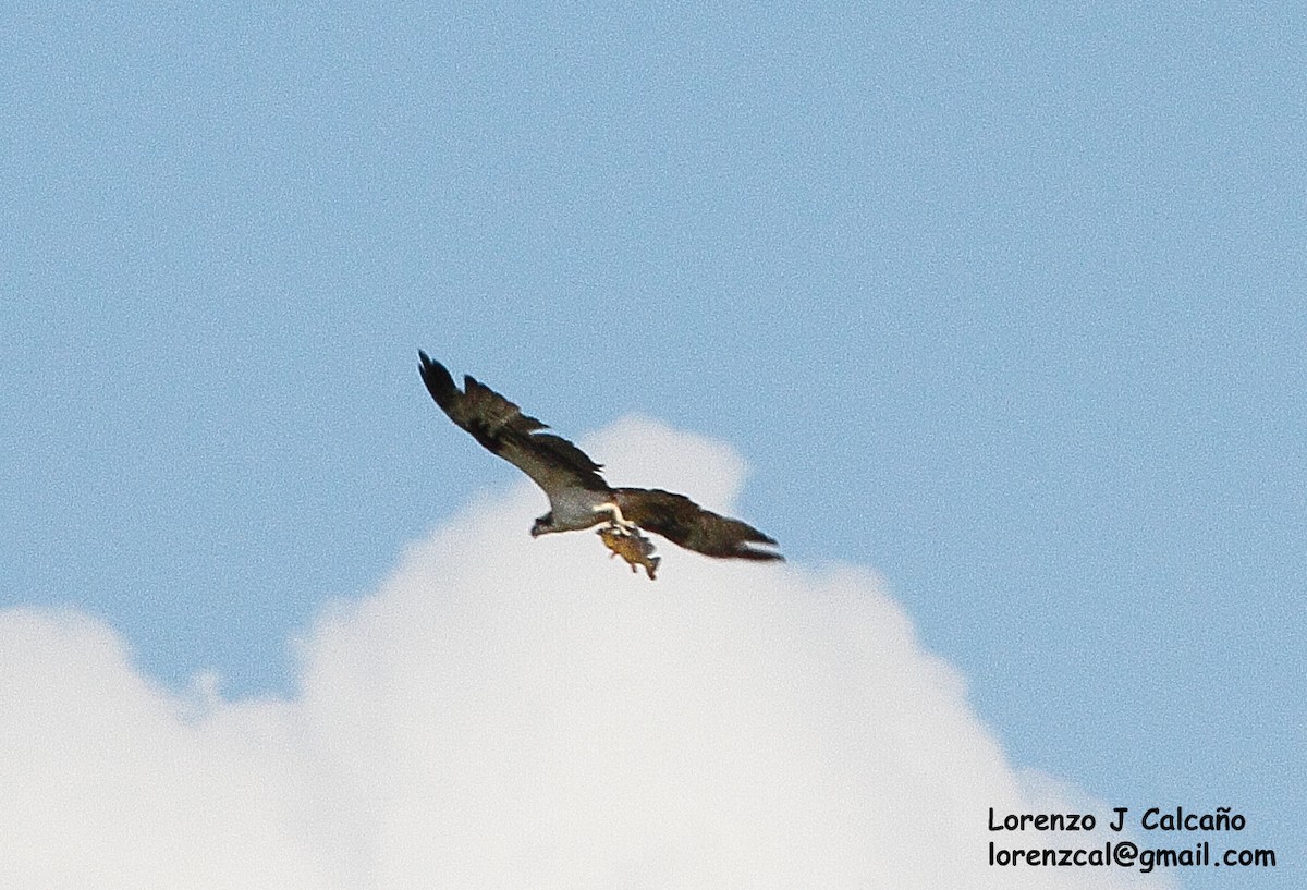 Águila Pescadora - ML190420501