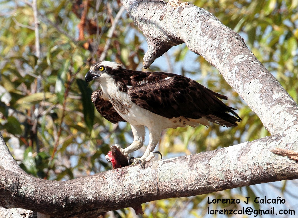 Osprey - Lorenzo Calcaño