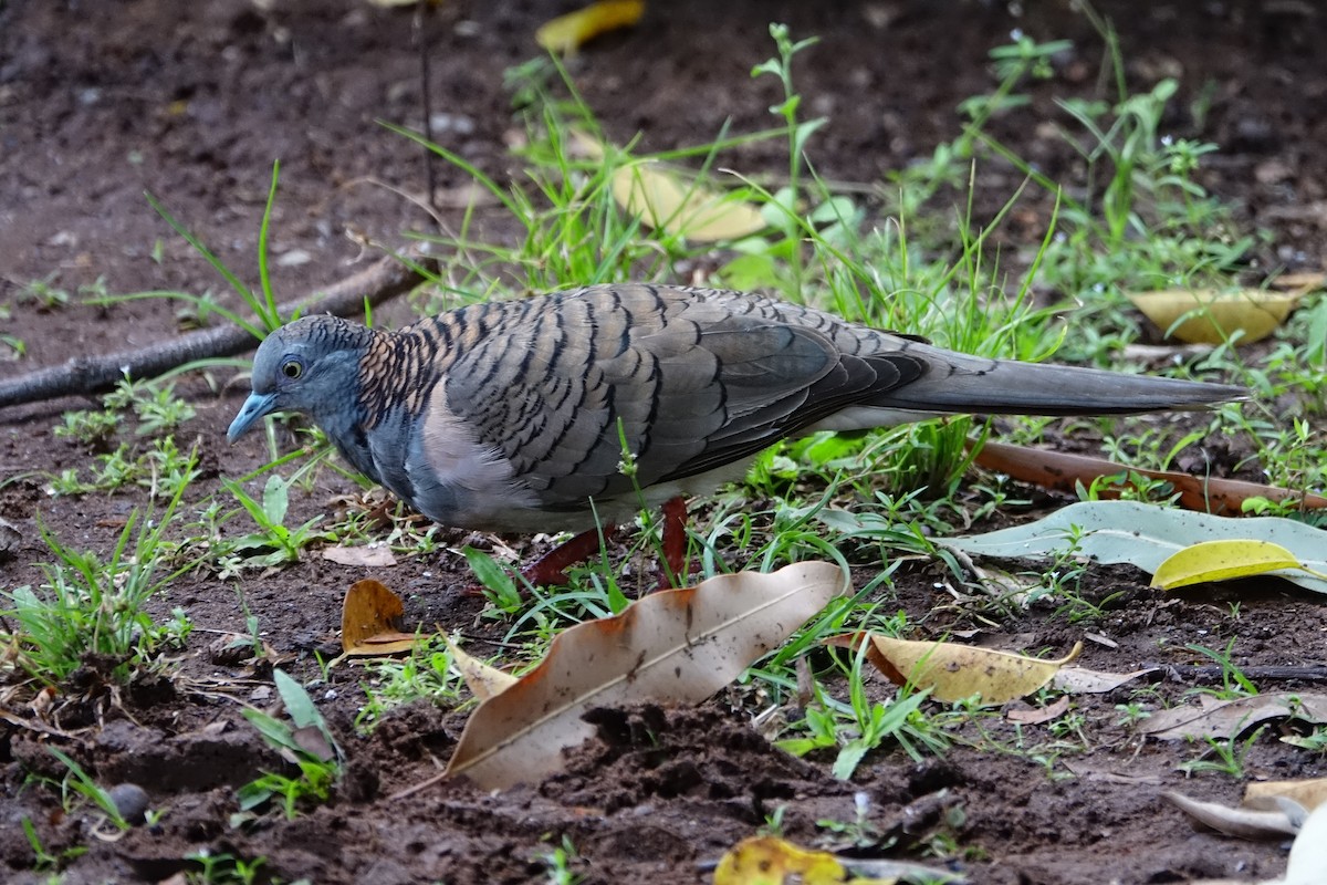 Bar-shouldered Dove - Martin Brookes