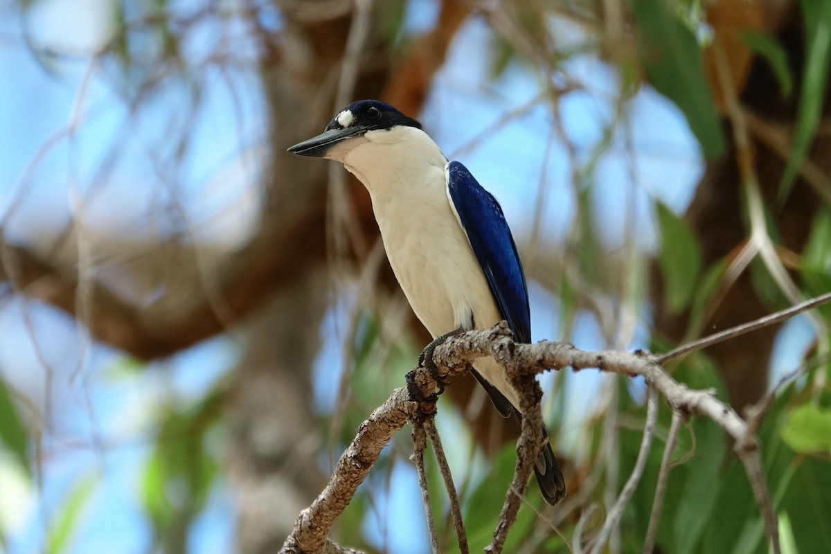 Forest Kingfisher - Martin Brookes