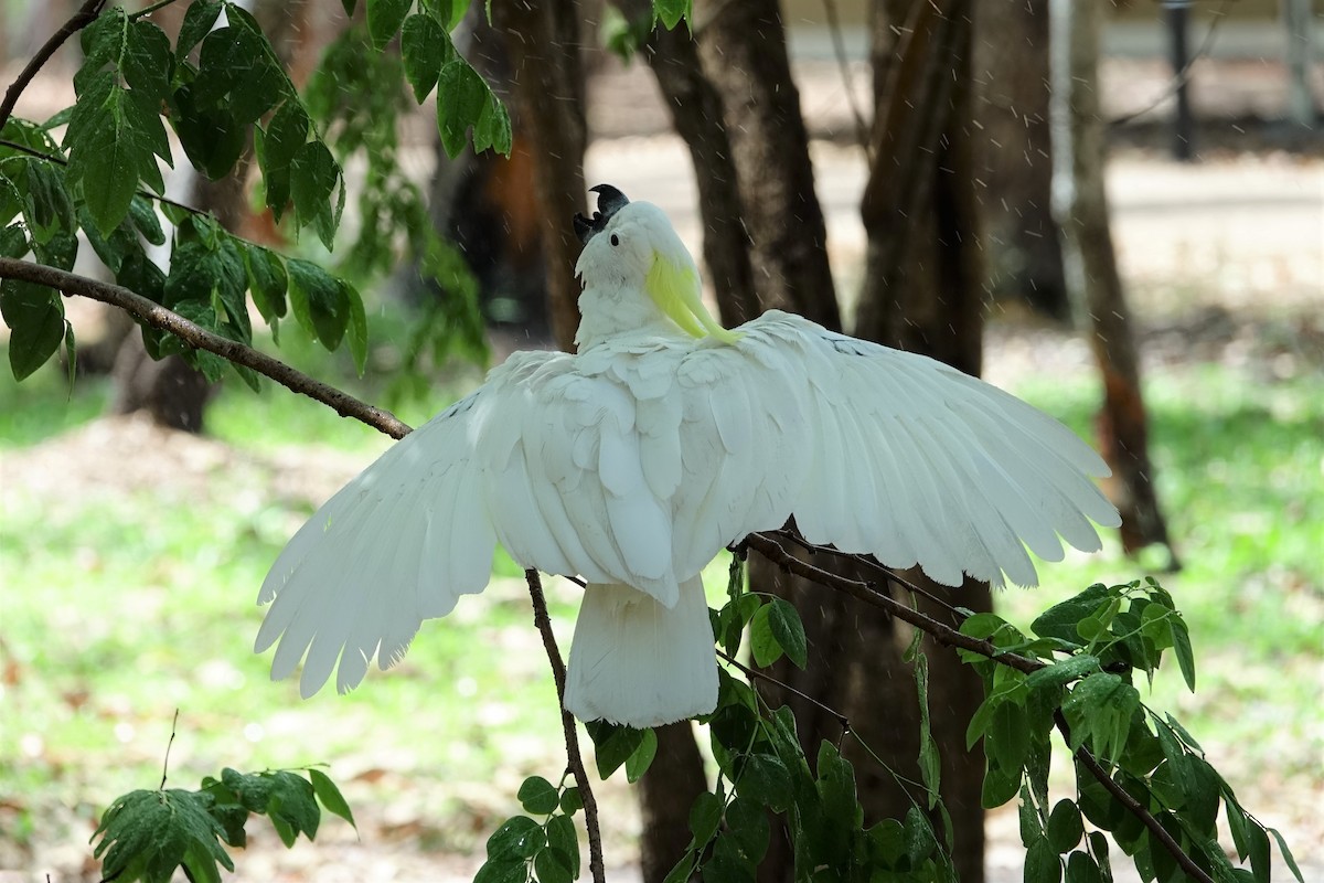 Sulphur-crested Cockatoo - ML190421751