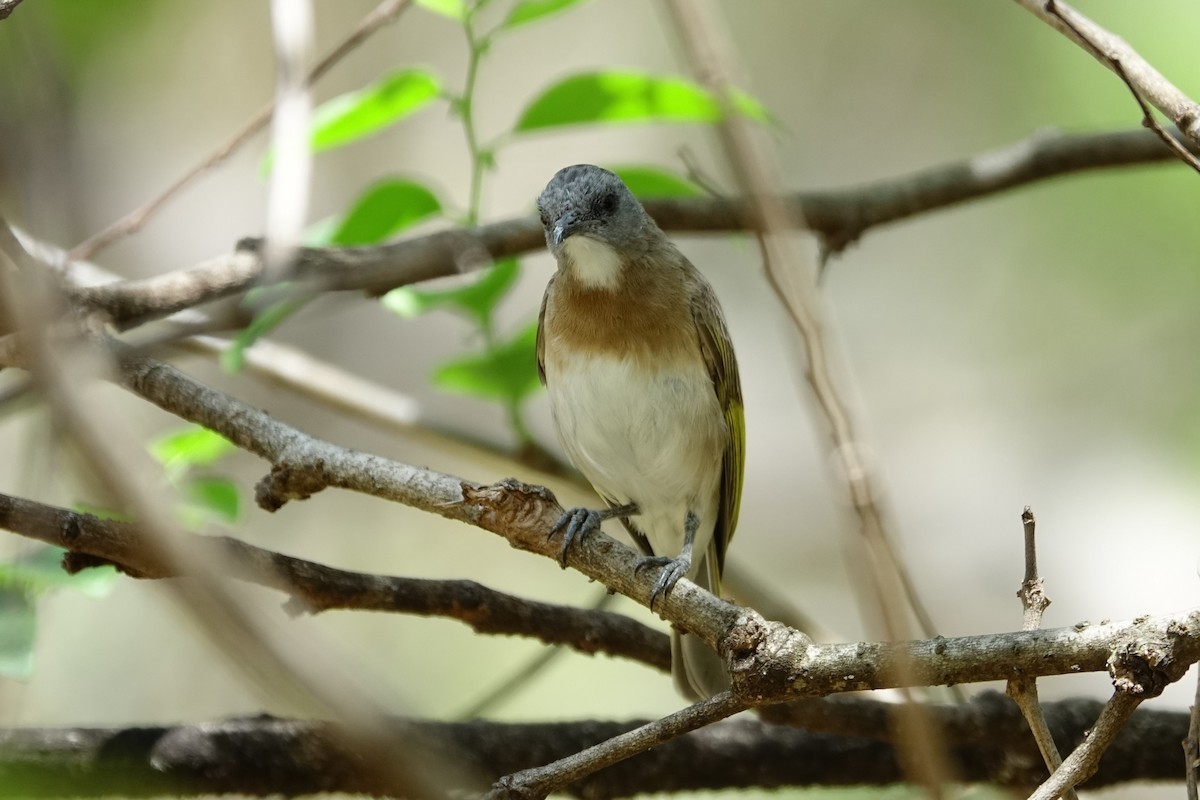 Rufous-banded Honeyeater - ML190421771