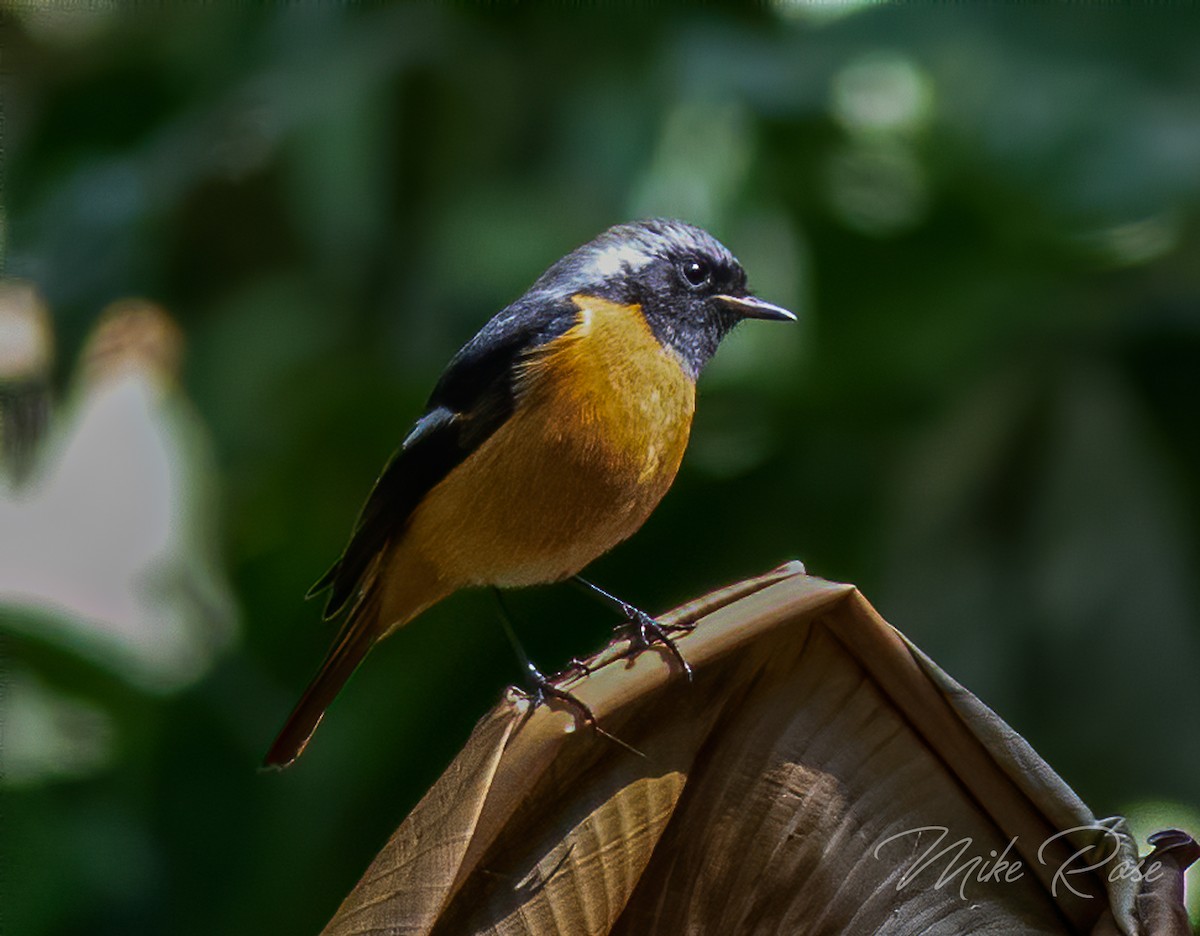 Daurian Redstart - ML190421801