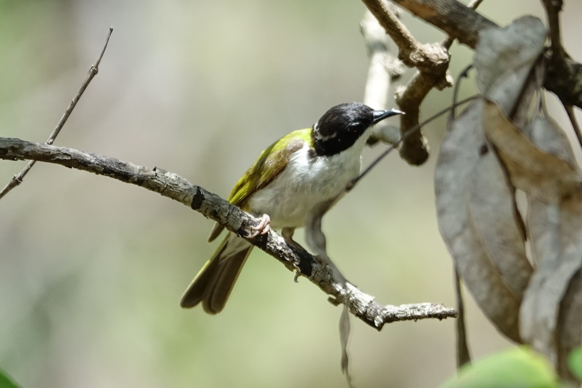 White-throated Honeyeater - ML190421811