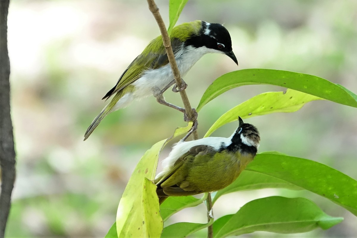 White-throated Honeyeater - ML190421861