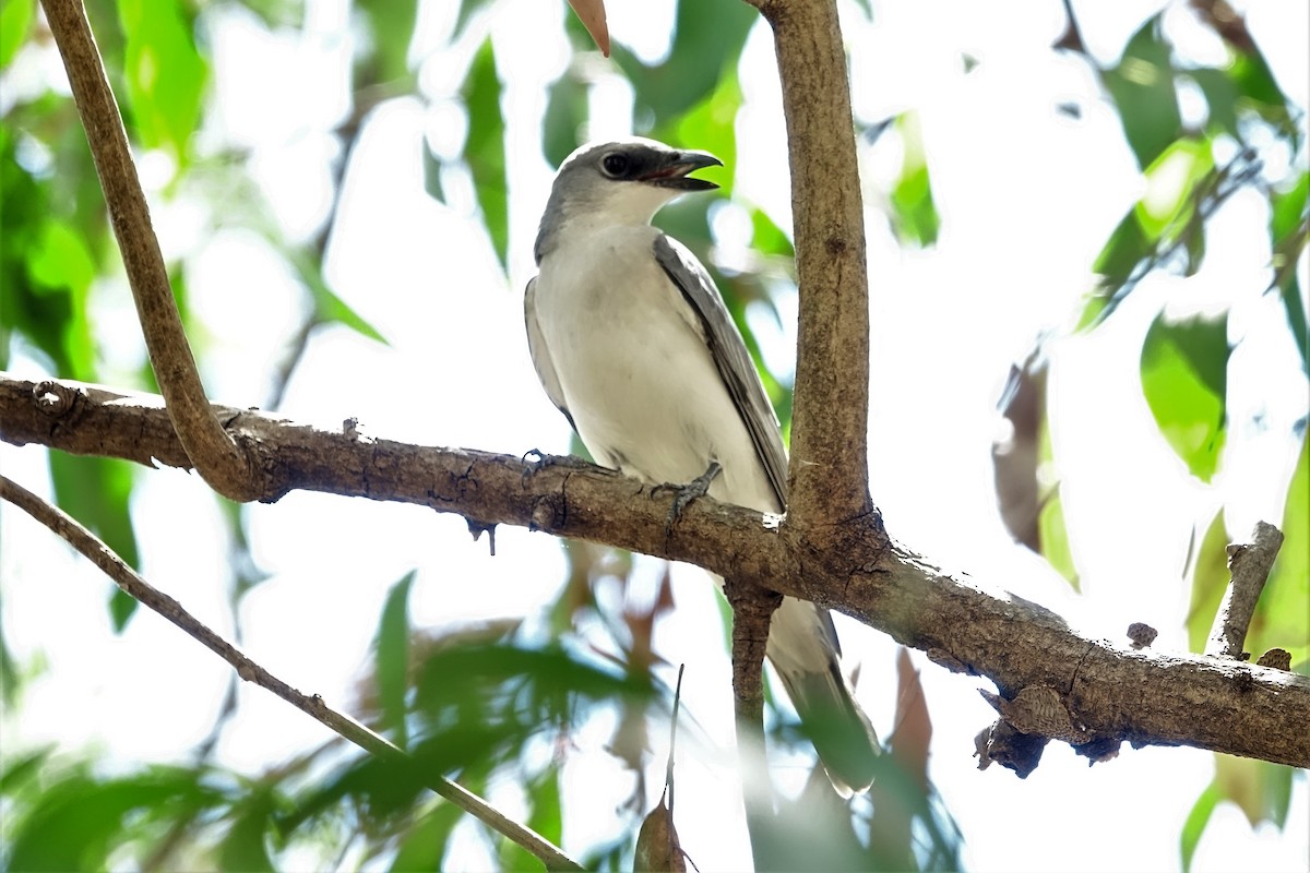 White-bellied Cuckooshrike - ML190421901