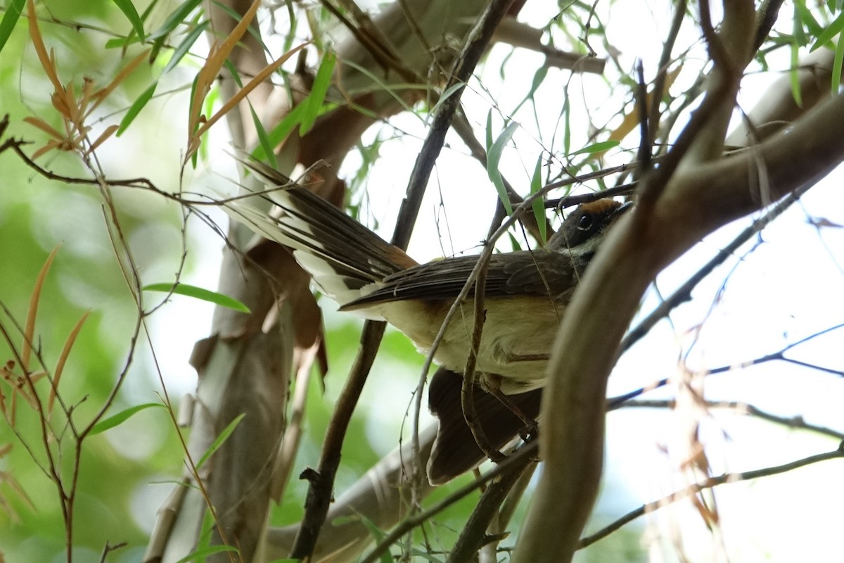 Arafura Fantail - ML190421911