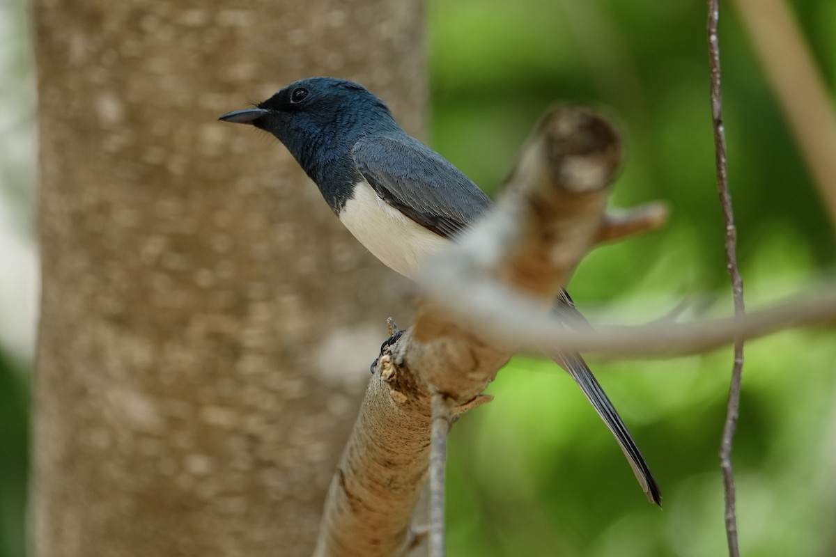 Leaden Flycatcher - ML190421981