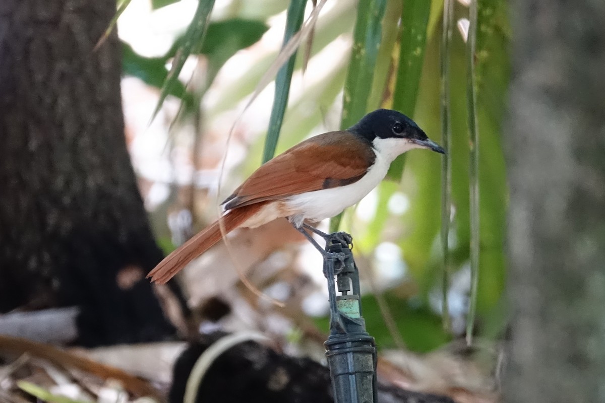 Shining Flycatcher - ML190422031