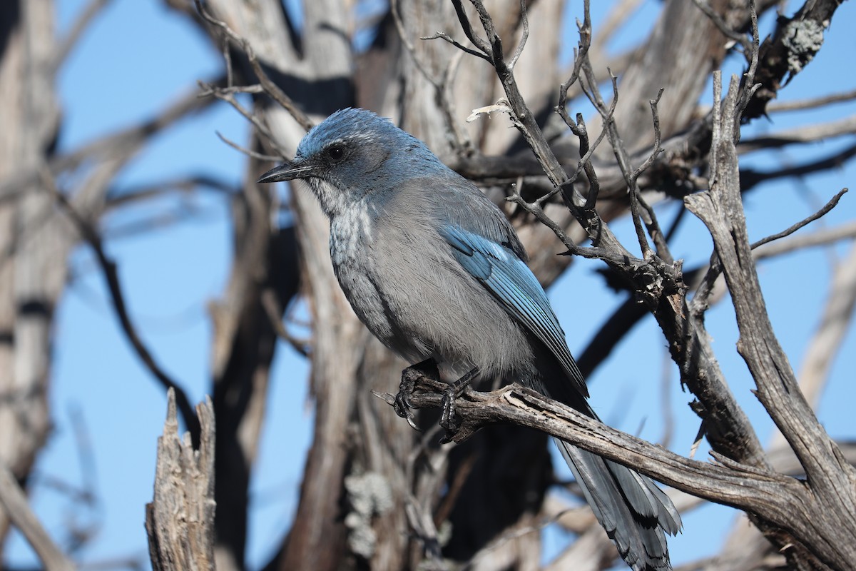 Woodhouse's Scrub-Jay - ML190423831