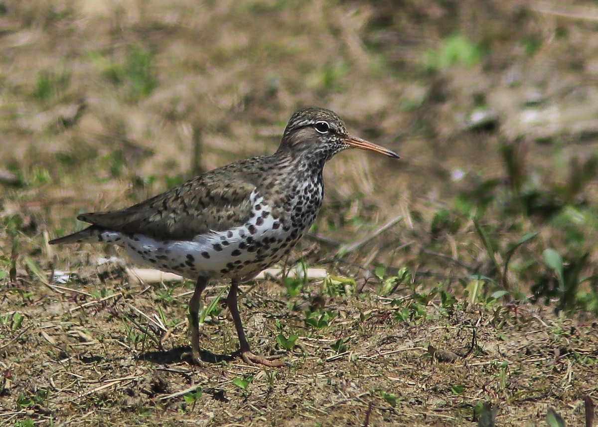 Spotted Sandpiper - Marc Boisvert