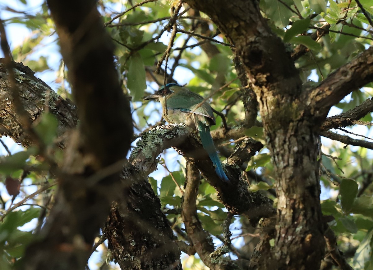 Blue-capped Motmot - Alfredo Garcia