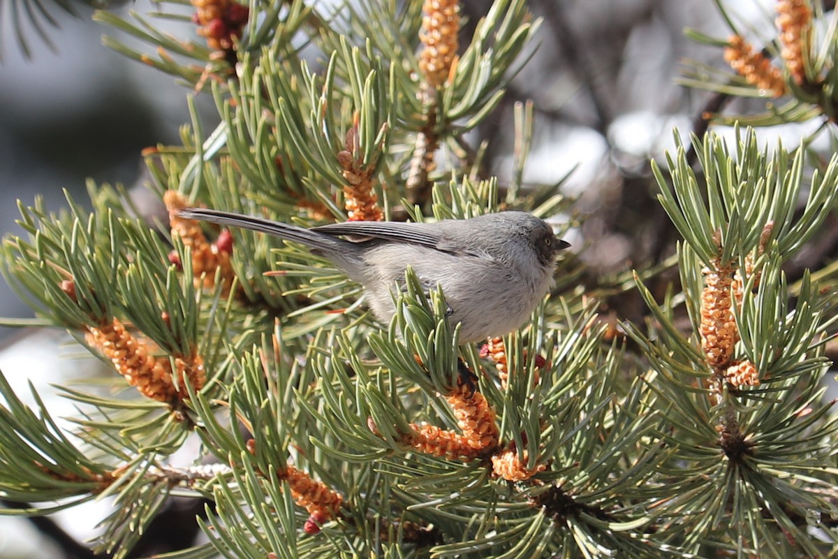 Bushtit - George Njn