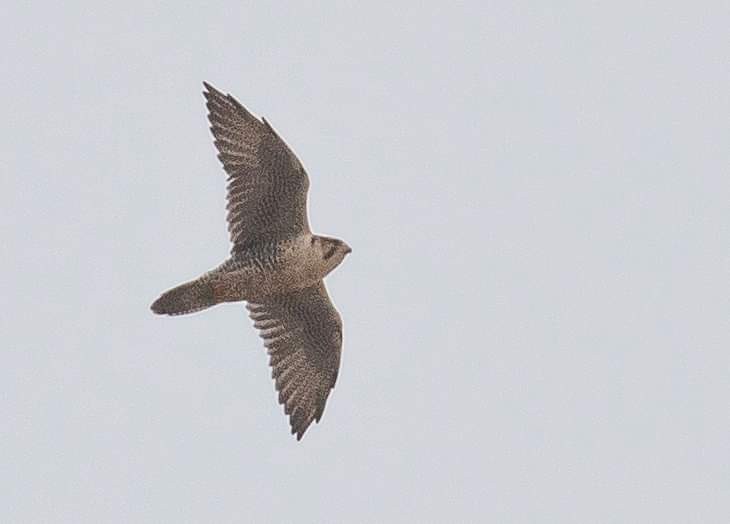 Идлэг шонхор - ML190424741