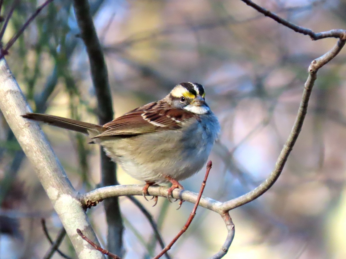 White-throated Sparrow - ML190428071