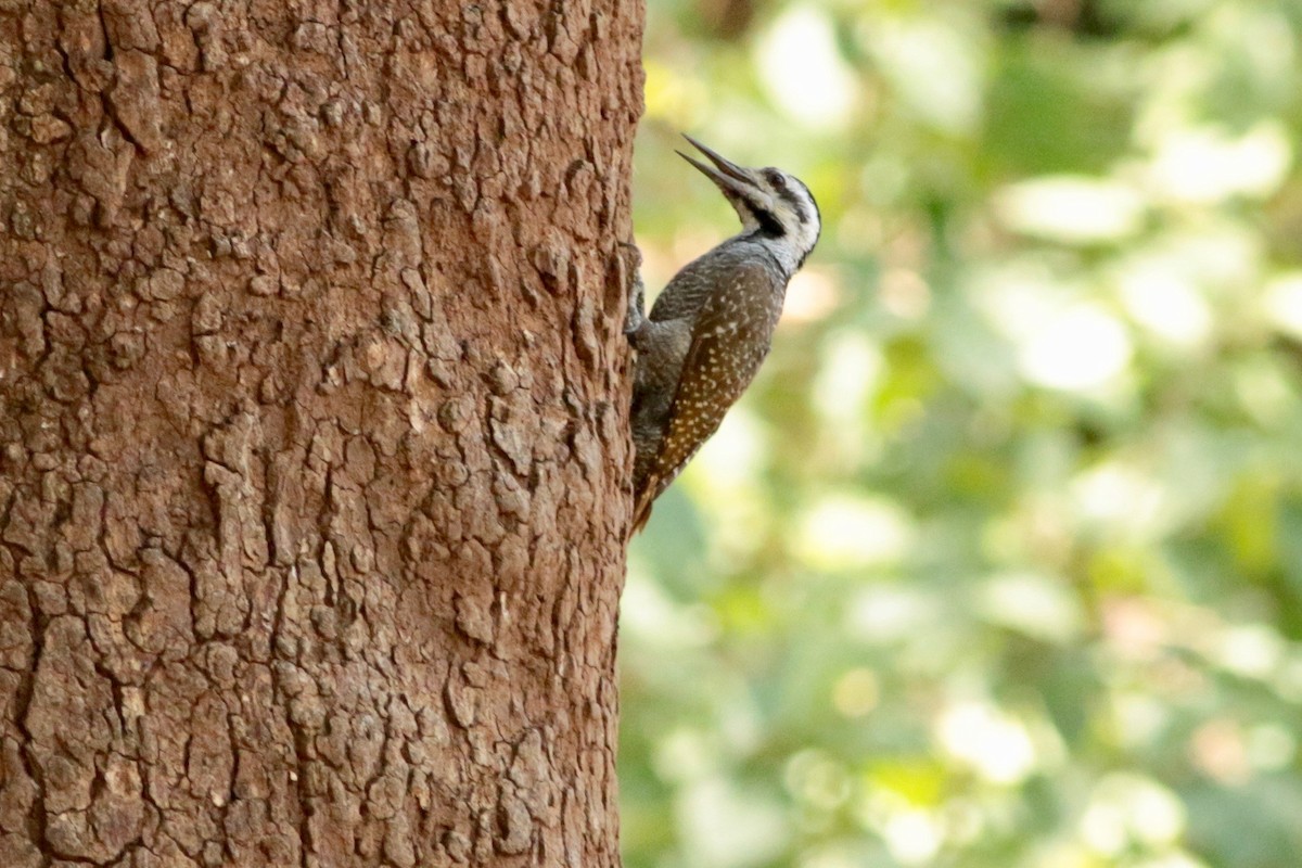 Bearded Woodpecker - ML190428121